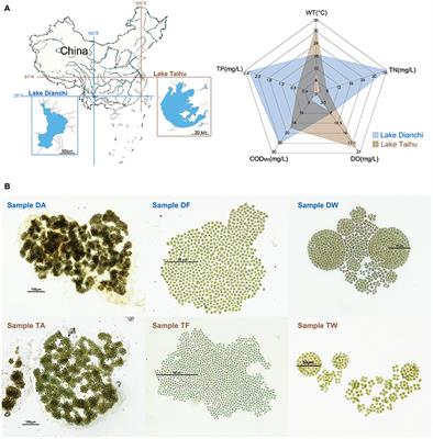 A Large-Scale Comparative Metagenomic Study Reveals the Functional Interactions in Six Bloom-Forming Microcystis-Epibiont Communities